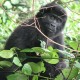GorillaUganda